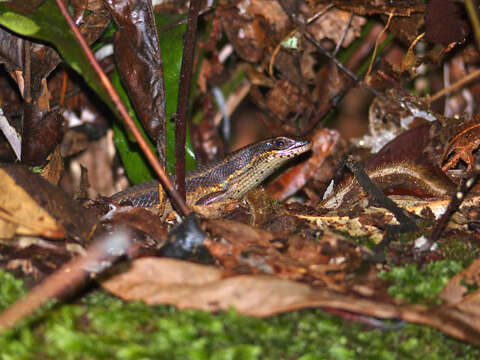 Image de Eutropis rudis (Boulenger 1887)