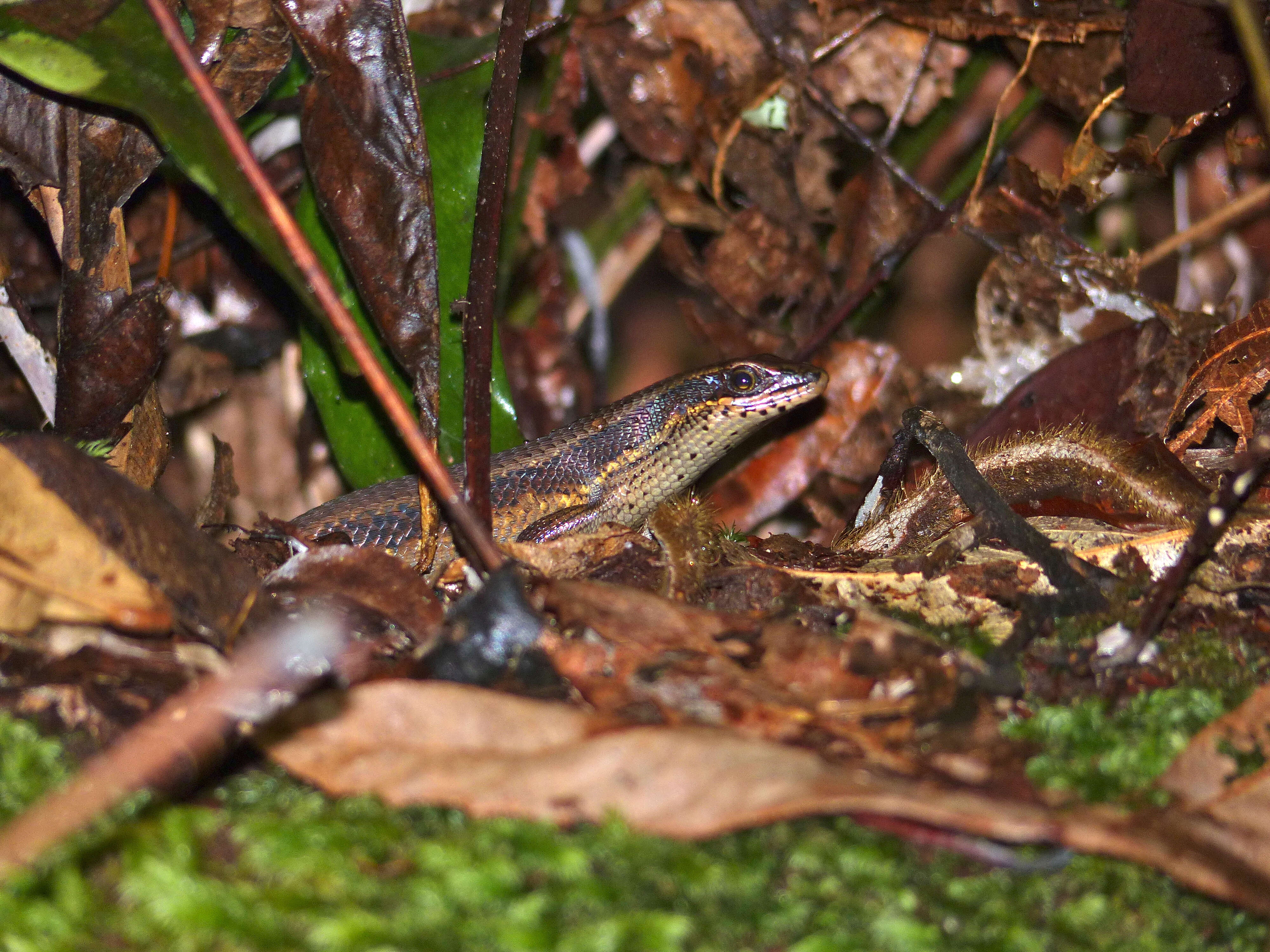 Image of Eutropis Fitzinger 1843