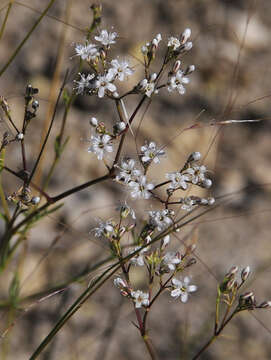 Image of Gypsophila struthium Loefl.