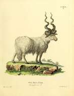 Image of Domestic Sheep