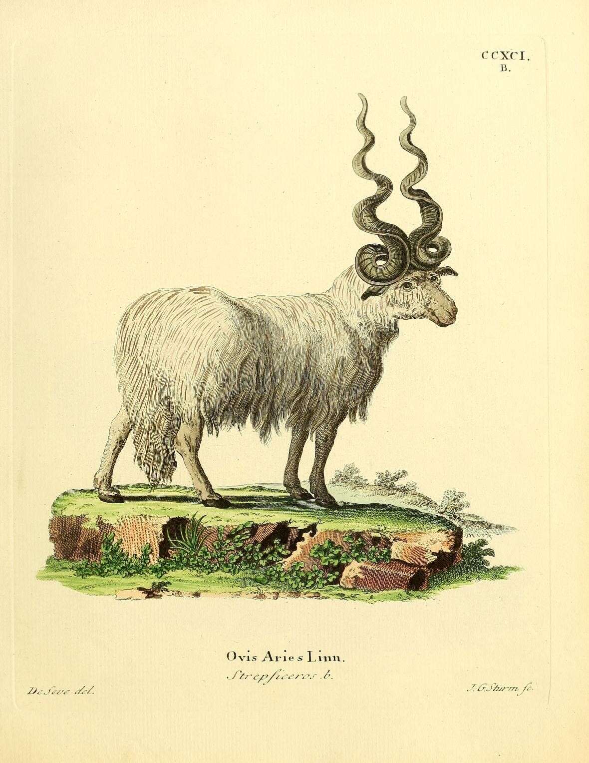 Image of Ovis Linnaeus 1758