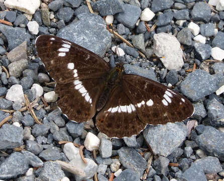 Image of white admiral