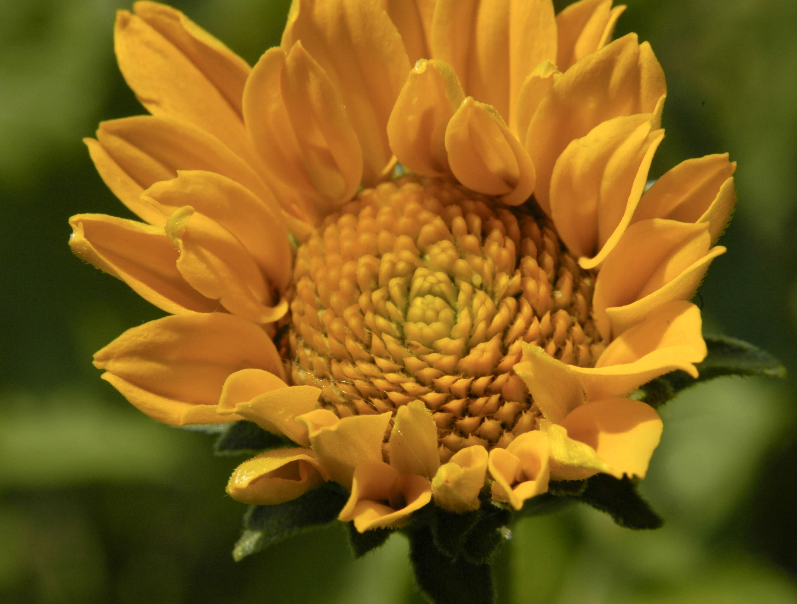 Image of heliopsis