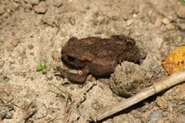 Image of Nile Valley Toad