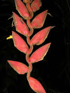 Image of Heliconia pogonantha Cufod.