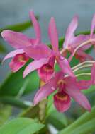 Image de Guarianthe laelioides (Lem.) Van den Berg