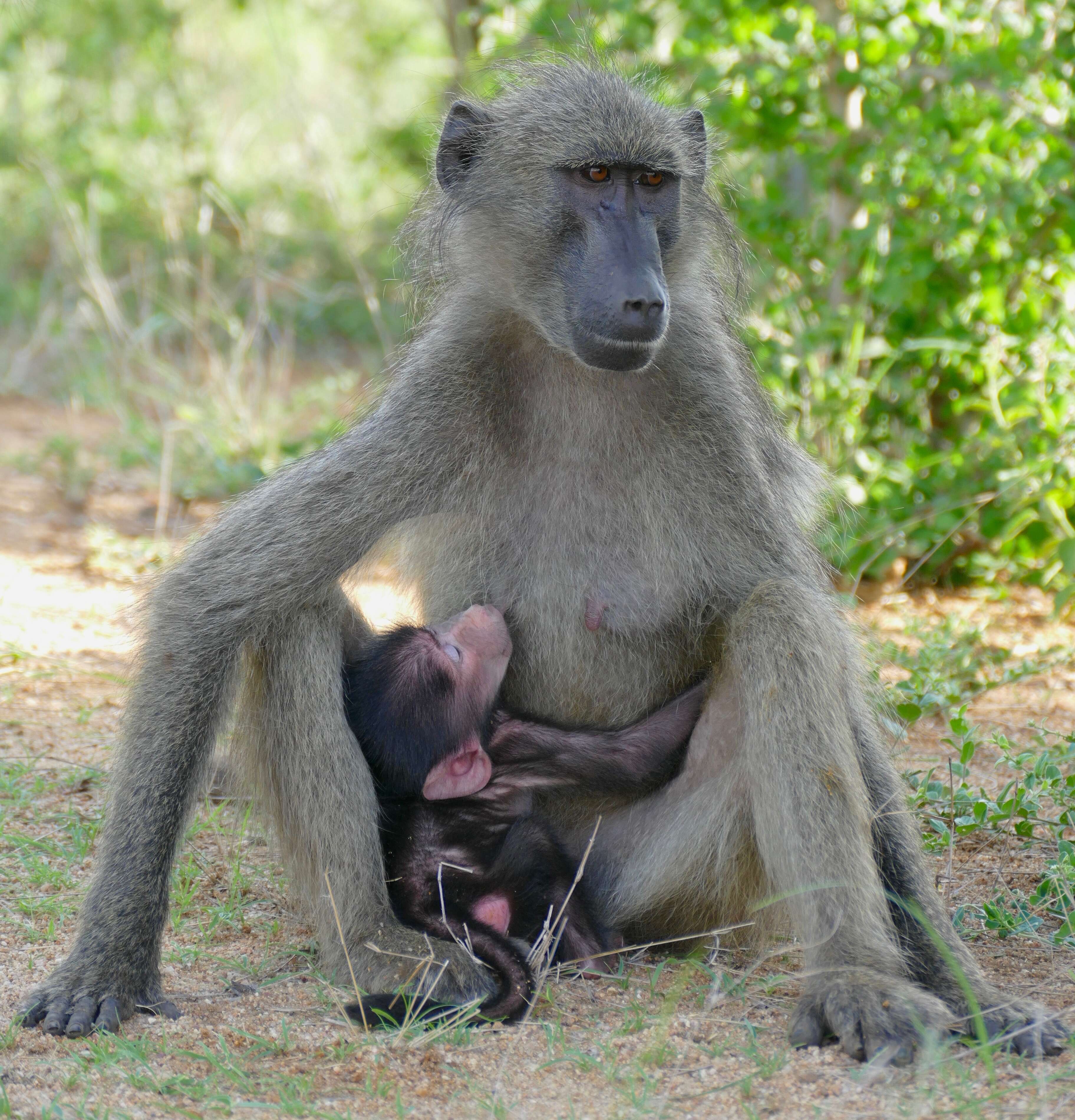 Image of Baboon