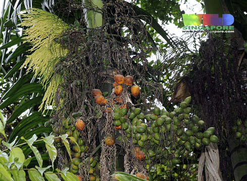 Image of betel palm