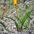 Image of Tulipa sylvestris subsp. australis (Link) Pamp.