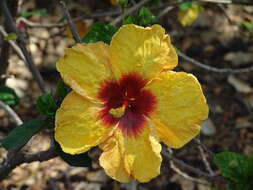 Image of rosemallow