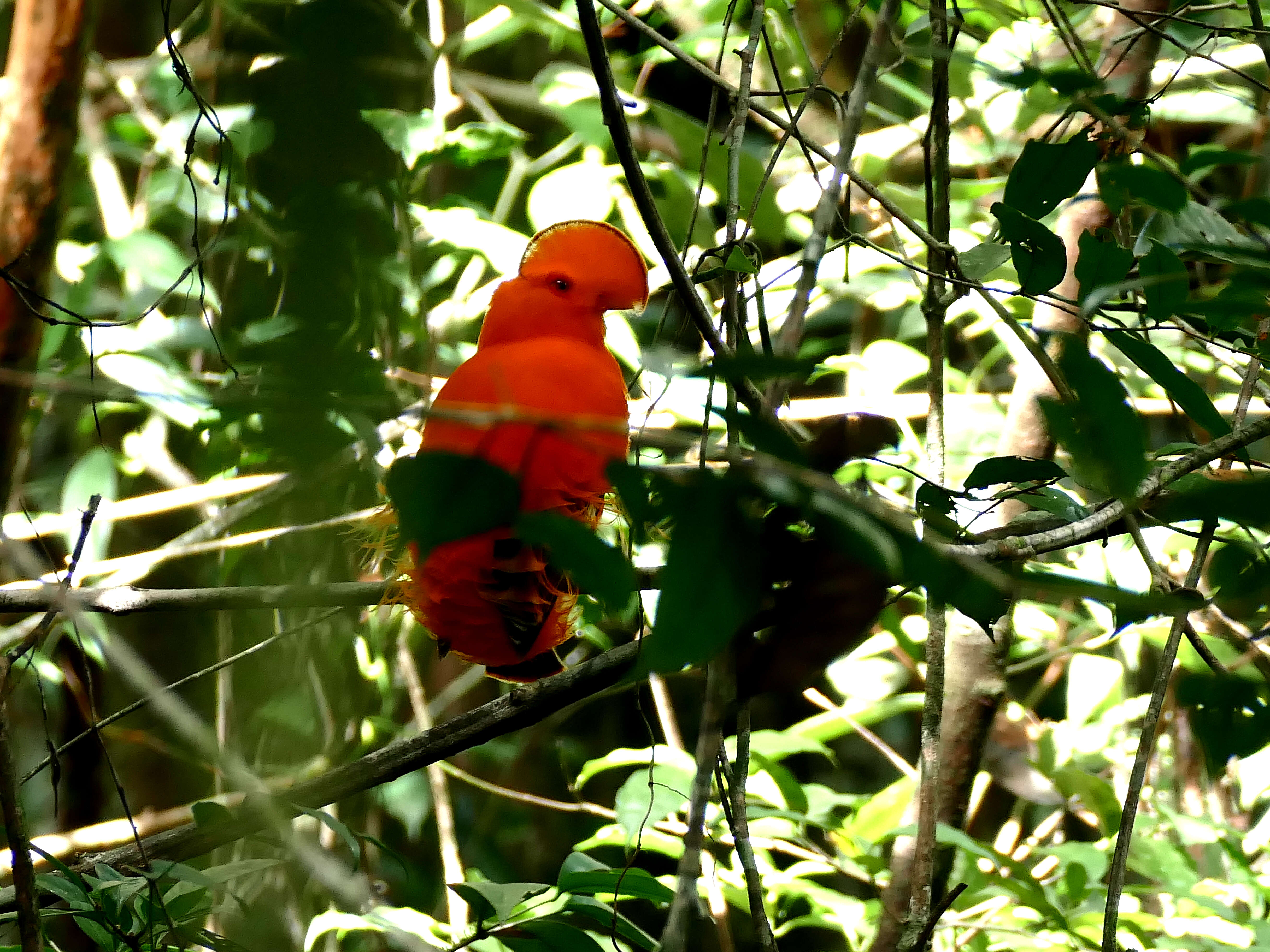 Image of Guianan Cock-of-the-rock