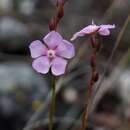 Imagem de Sauvagesia lanceolata C. Sastre