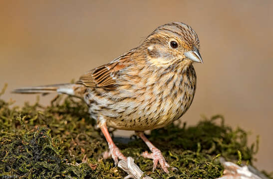 Image of Emberiza Linnaeus 1758