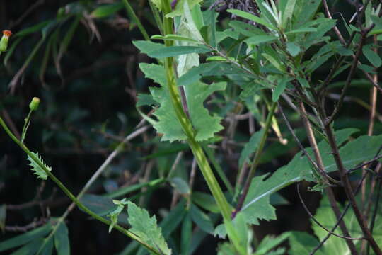 Image of Gynura amplexicaulis Oliv. & Hiern