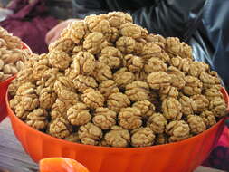 Image of Common walnut