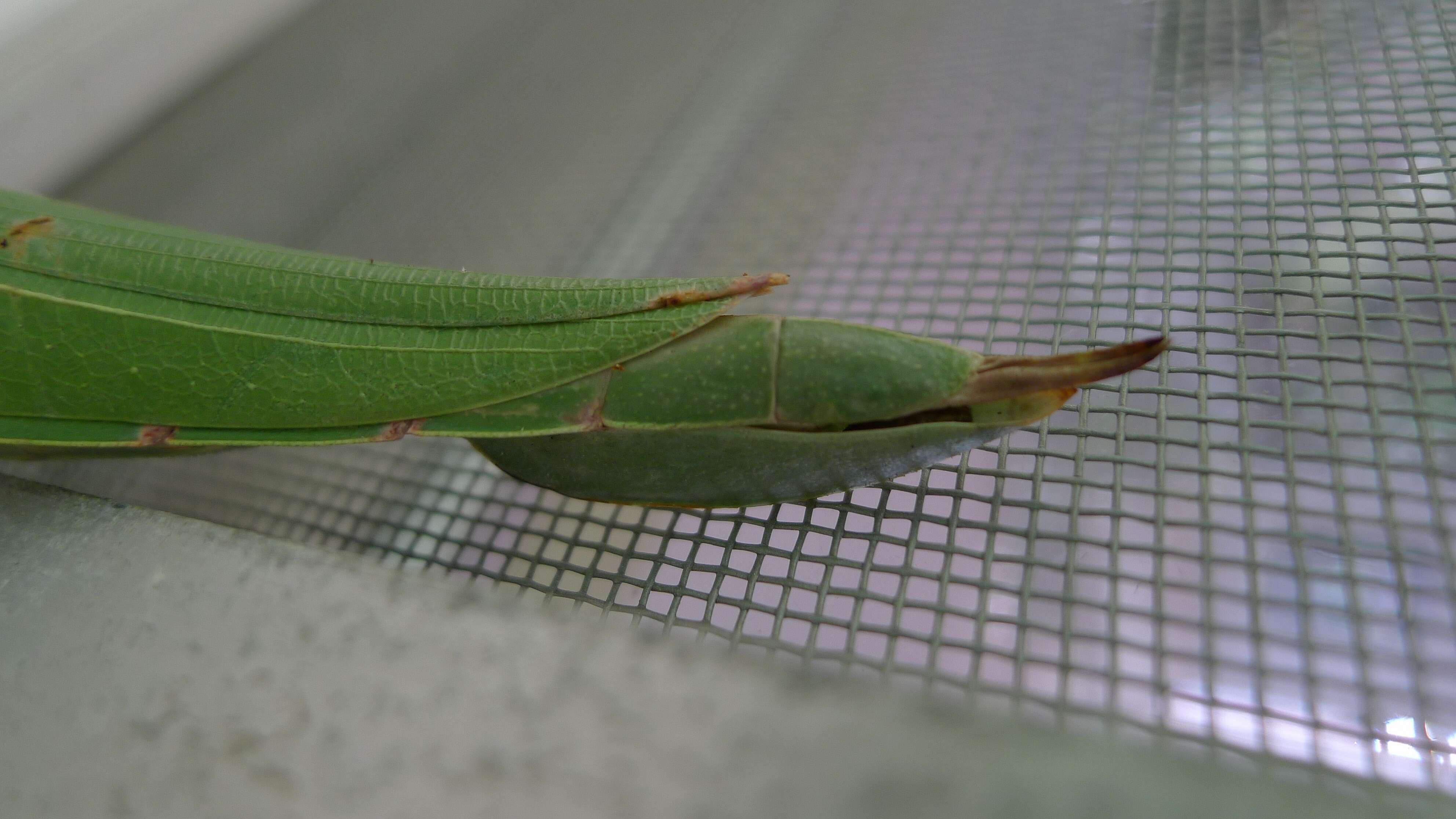 Image of Tropidoderus