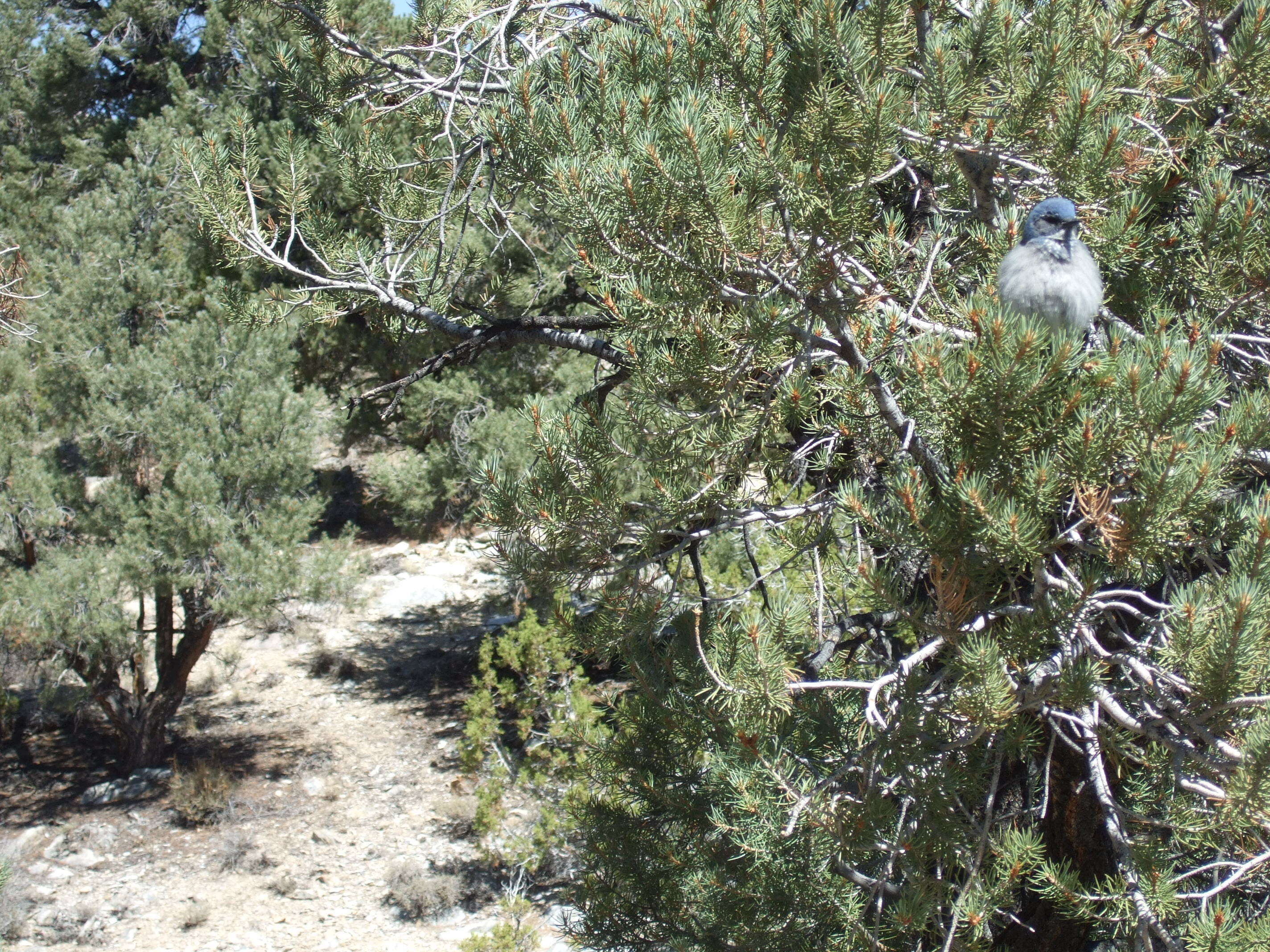 Image of singleleaf pinyon