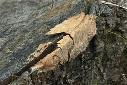 Image of Dog vomit slime mold