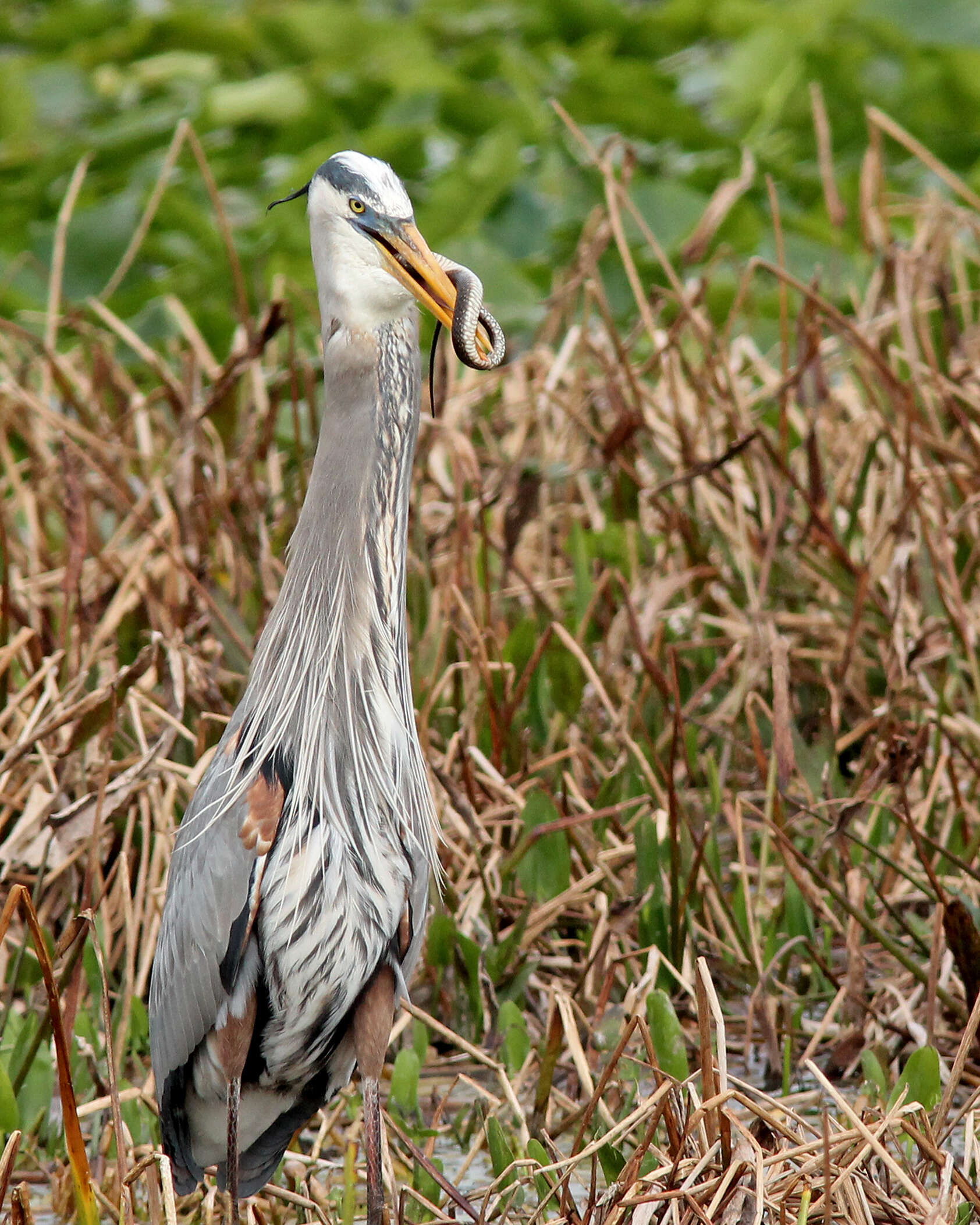 Image of Ardea Linnaeus 1758