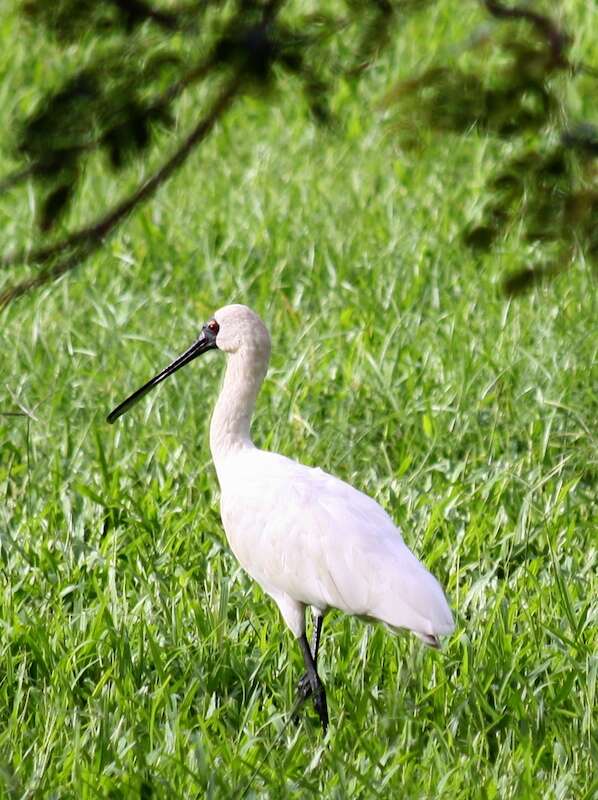 Image of Platalea Linnaeus 1758