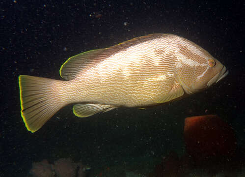 Epinephelus undulatostriatus (Peters 1866)的圖片