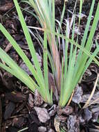 Image of Tropical Twig-Rush