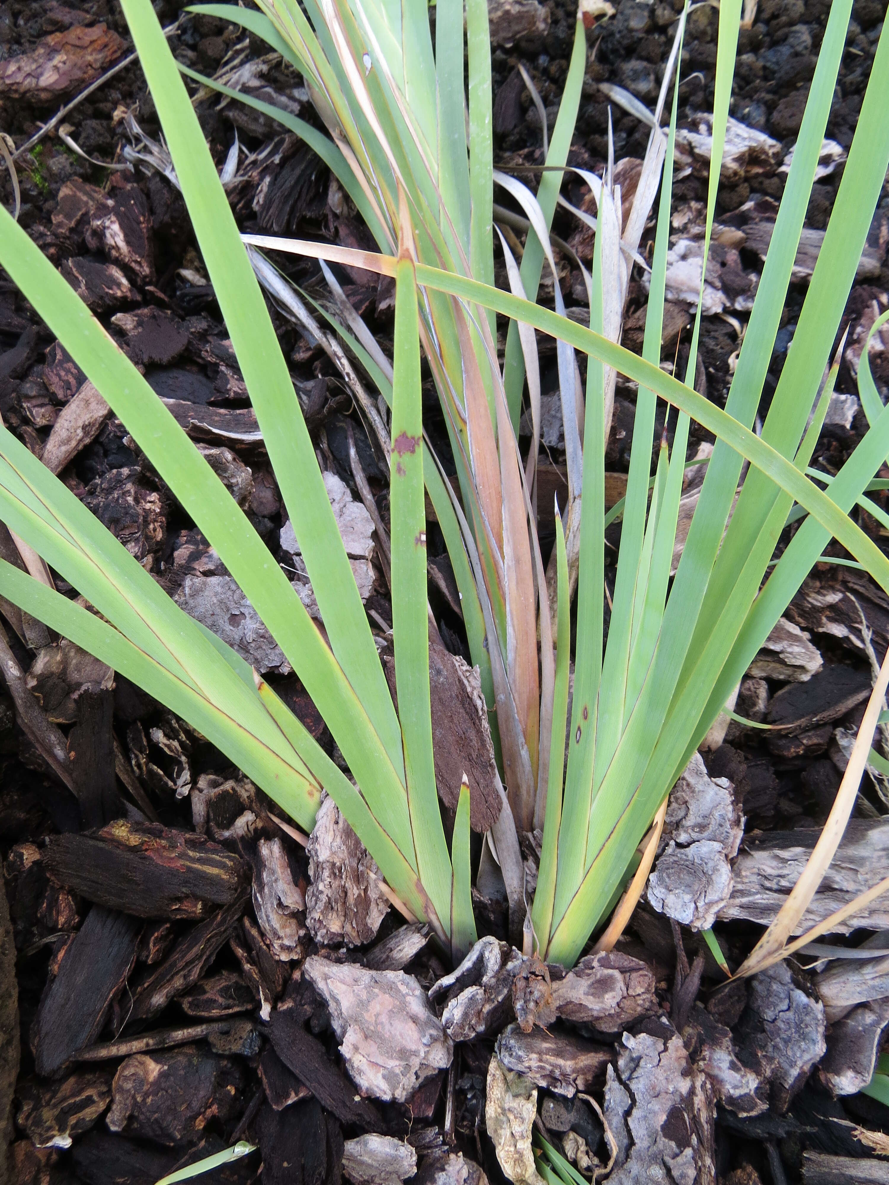 Image of Tropical Twig-Rush