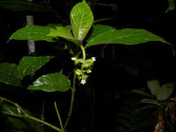 Image of Psychotria acicularis C. M. Taylor