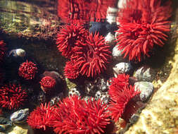 Image of Red Waratah Anemone