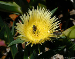 Image of Ice Plants