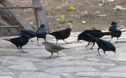 Image of Cowbird