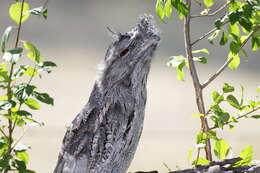 Image of Tawny Frogmouth