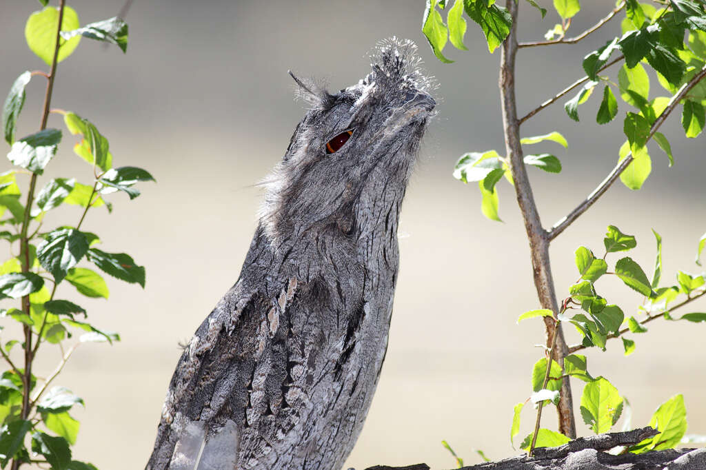 Image of Tawny Frogmouth