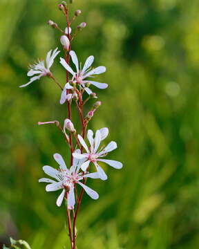 Image of flyweed