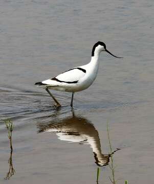 Image of avocet, pied avocet