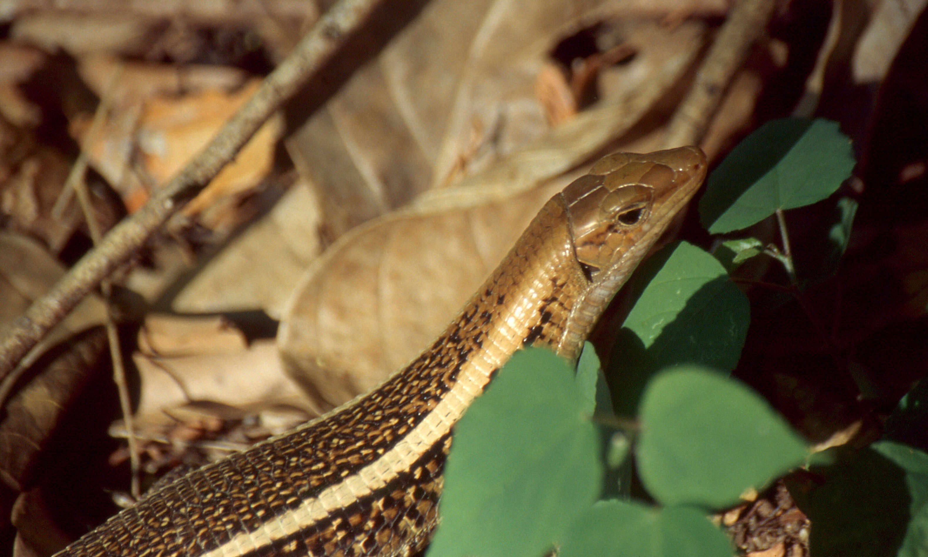 Image of western Girdled Lizard