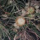 Imagem de Banksia dryandroides Baxter