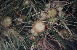 Imagem de Banksia dryandroides Baxter