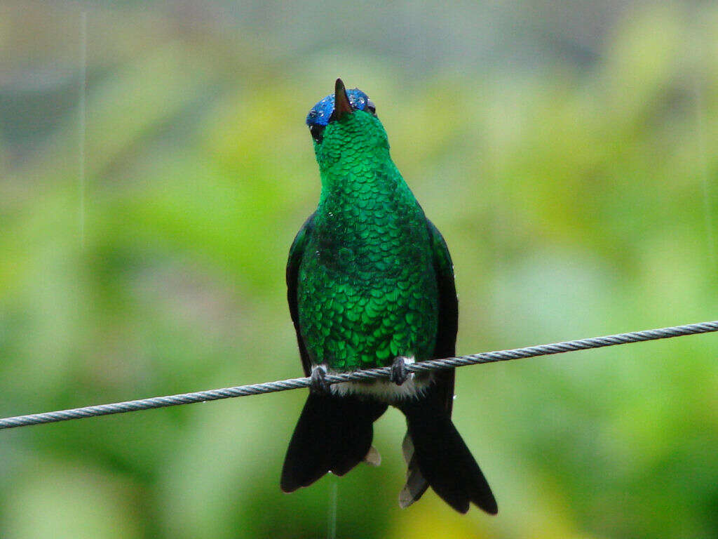 Image of Trochilidae