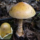 Imagem de Amanita crocea (Quél.) Singer 1951