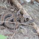 Image of Hispaniola Cat-eyed Snake