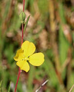 Image of primrose-willow