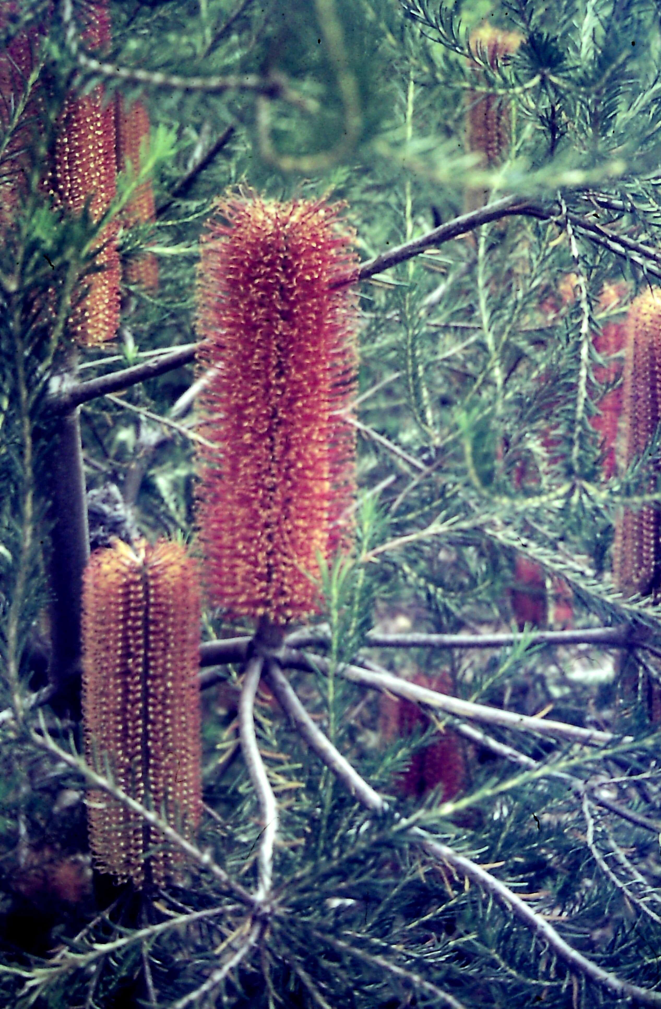 Image of heath-leaf banksia