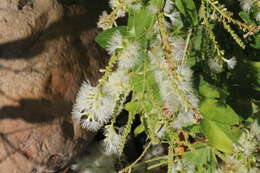 Image of blackbead
