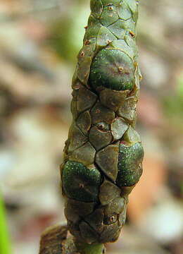 Image of Anthurium longipes N. E. Br.