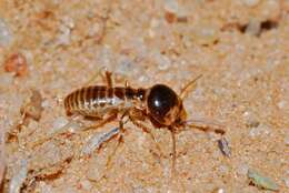 Image of harvester termites