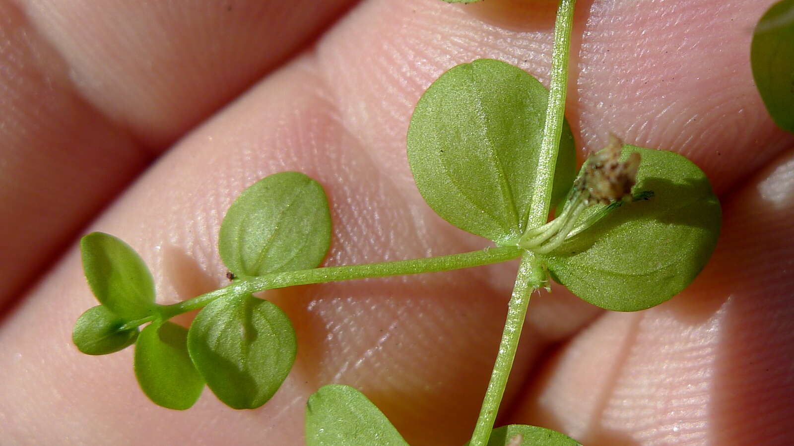 Image of Shade Mudflower