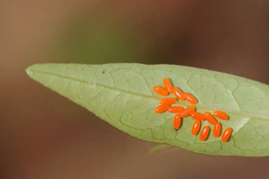 Image of Swamp Milkweed Leaf Beetle