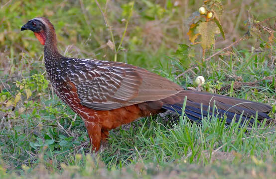 Image of Chestnut-bellied Guan