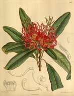 Image of Waratah